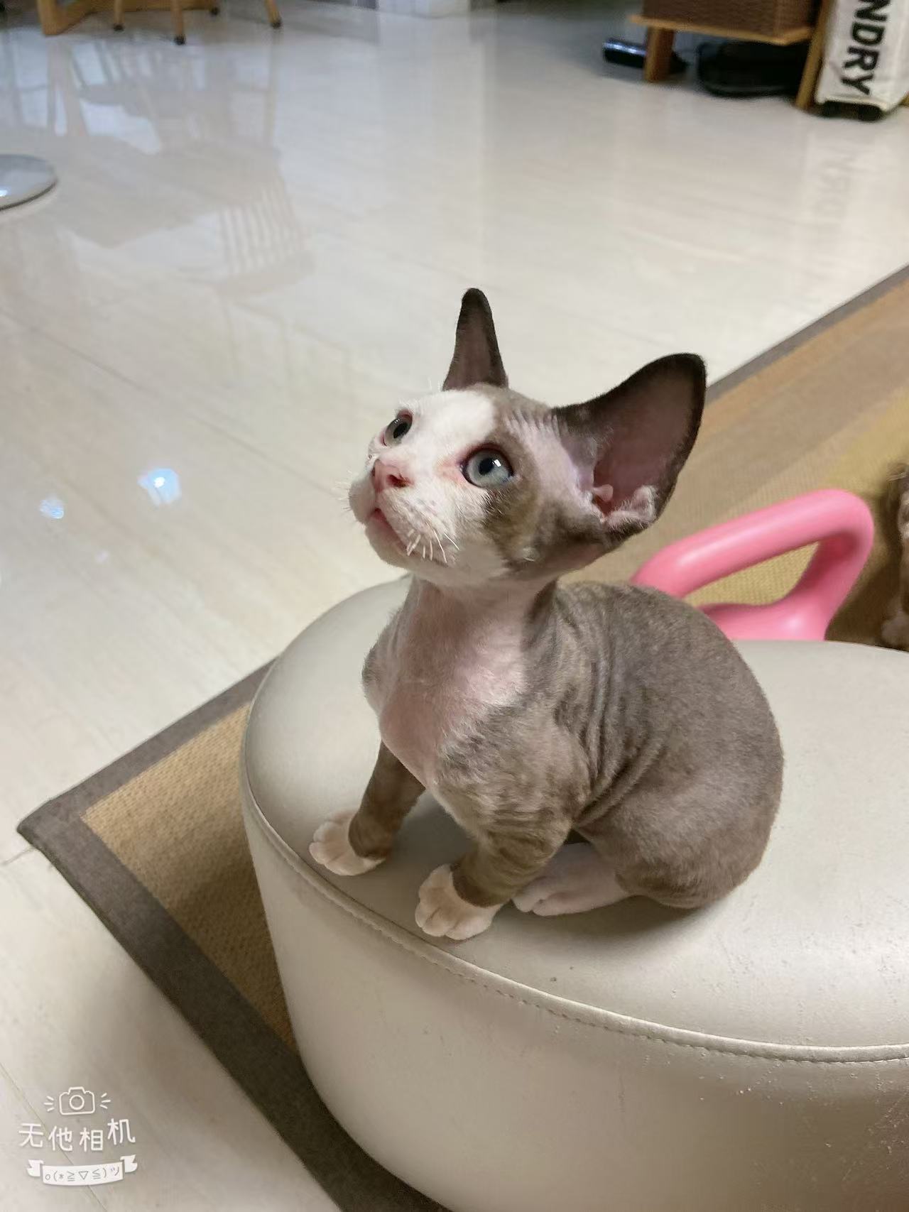 德文开脸，通背，白手套